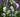 Scents of Summer: Fragrant flowers for the summer garden
