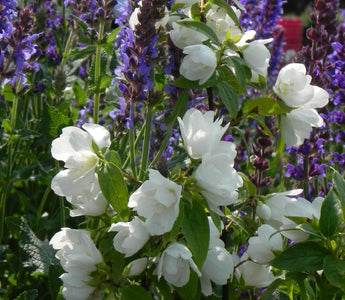 Scents of Summer: Fragrant flowers for the summer garden