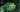 Big Leaves: bold foliage