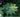 Big Leaves: bold foliage