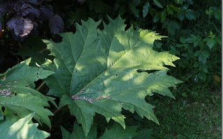 Big Leaves: bold foliage