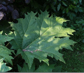 Big Leaves: bold foliage