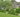 Topiary at Bourton House.  A Trimmed-to-perfection Masterpiece