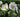 Pick of the holiday seasonal plants to decorate your home for Christmas