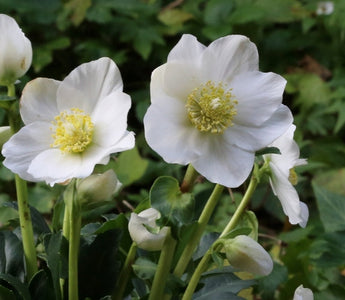 Pick of the holiday seasonal plants to decorate your home for Christmas