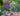 Planting Design with Perennials