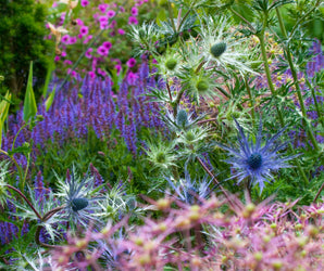Planting Design with Perennials