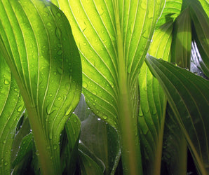 RHS Level 2: Plant Nutrition