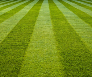 The Lawn Expert