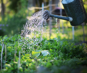 RHS Level 2: Horticulture & Society