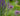 Gardening with Grasses