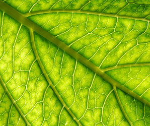 RHS: Maintain Plant Health (3)