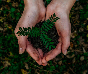 RHS Level 2 Cert: Principles of Plant Growth and Development