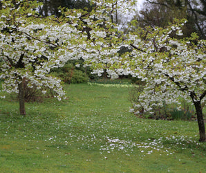Trees