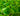 RHS Level 2: Plant Health