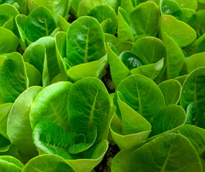 RHS Level 2: Plant Health