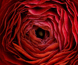Flower and Plant Photography