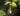 RHS Level 2: Plant Science I