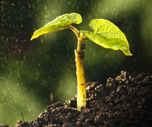 RHS Level 2: Plant Science I