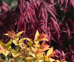 Shrubs