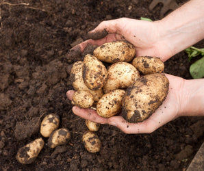 RHS: Vegetables & Fruits (7)