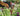 Planting Design from Hunting Brook Gardens (Spring & Early Summer)