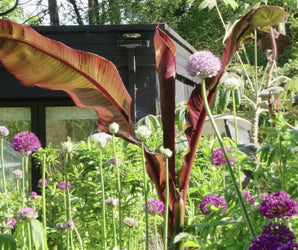 Planting Design from Hunting Brook Gardens (Spring & Early Summer)