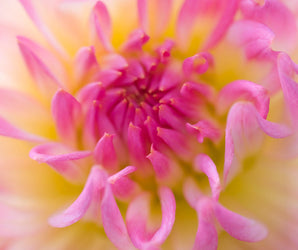 Flower and Plant Photography