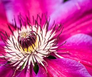 Climbers & Clematis
