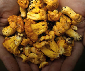 Foraging and Feasting