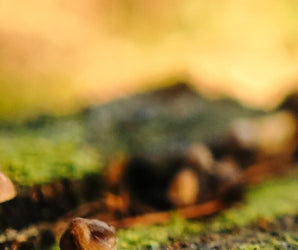 Foraging