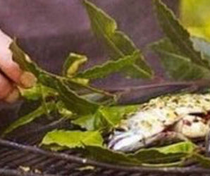 Outdoor cookery