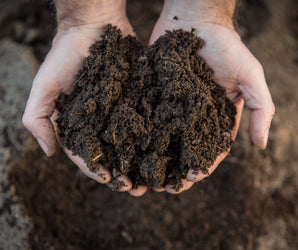RHS: Plant Nutrition & Roots (2)