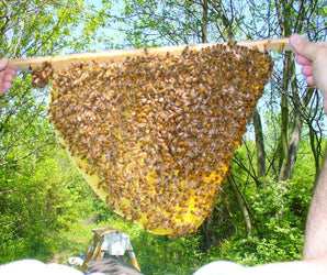 Natural Beekeeping
