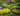 RHS Level 2: Plant Specification