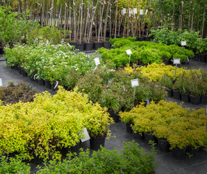RHS Level 2: Plant Specification