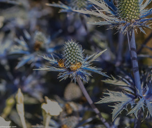 Gardening for Wildlife