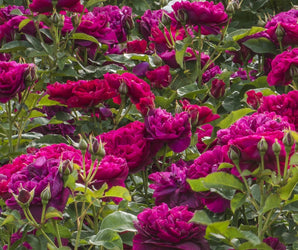 Roses