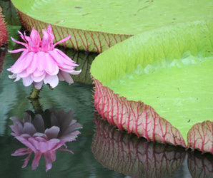 RHS: Features & Planning (5)