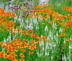 Perennial Meadow Gardening