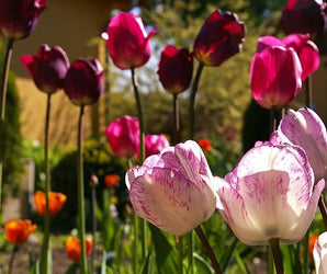 Bulbs: For Pots & Borders