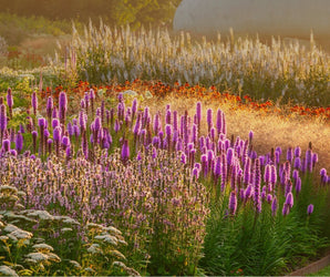 Planting the Piet Oudolf Way